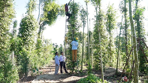 2025 VANG DEN PHUC HOI 2.jpg