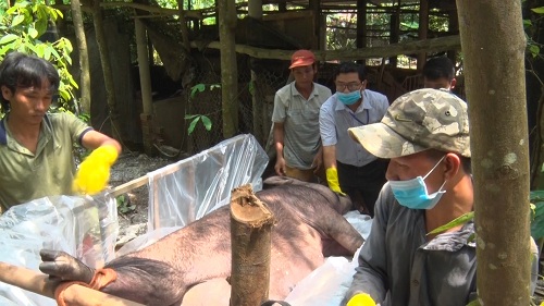 2019 61 TY DONG HO TRO THIET HAI DO DICH TA HEO CHAU PHI.jpg