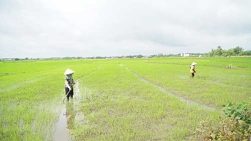 2024 NONG DAN CHAM SOC CAY TRONG VU MUA 2.jpg