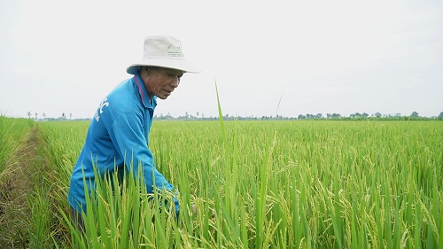 2023LUA VU MUA HUA HEN BOI THU.jpg