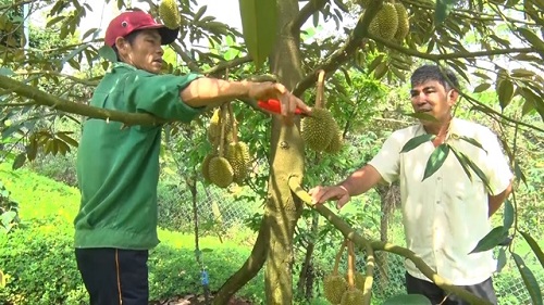 2024 CM NONG DAN KY VONG VAO VU SAU RIENG NAM NAY 1.jpg