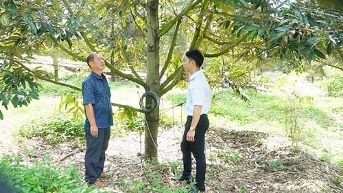 2024 NONG DAN PHUC HOI CAY SAU RIENG SAU THU HOACH 2.jpg